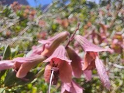 Salvia lanceolata style abandoned by its corolla